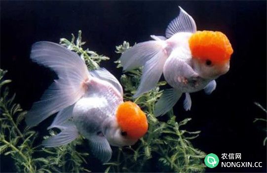金鱼的自然繁殖方式