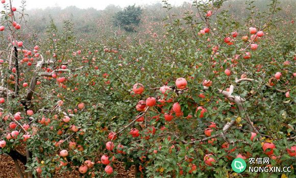 苹果种植园的早中晚品种搭配