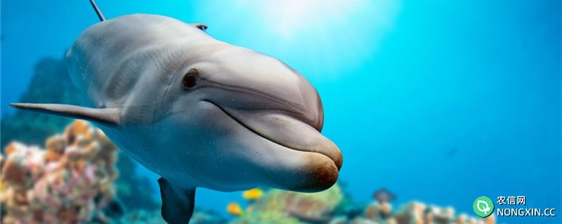海豚被称为海中流氓吗，为什么说海豚是海中流氓