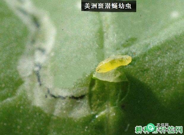 种西瓜如何防治美洲斑潜蝇