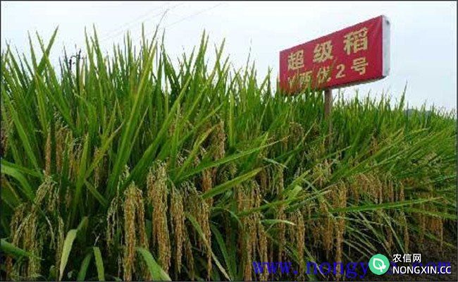 超级稻最高亩产量是多少