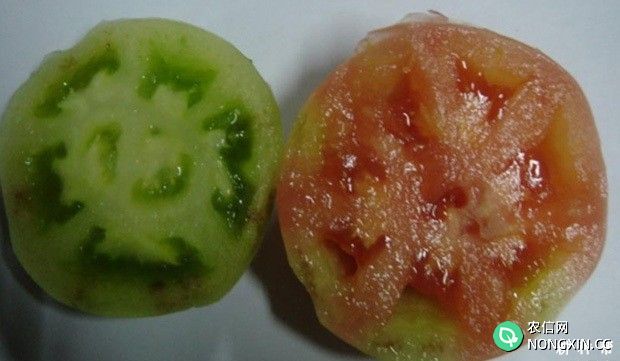 樱桃番茄（圣女果）筋腐病如何防治附图片