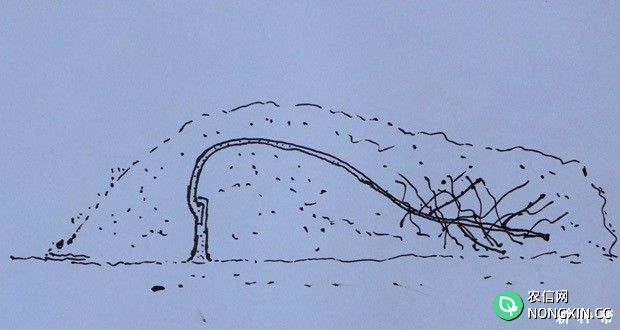 核桃幼树怎样安全越冬