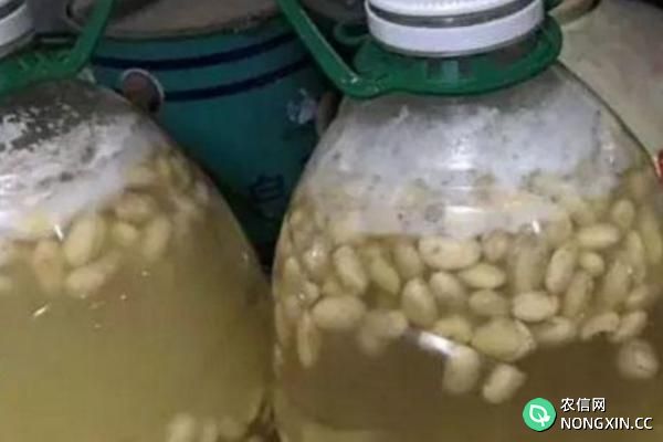 黄豆沤肥需要多长时间
