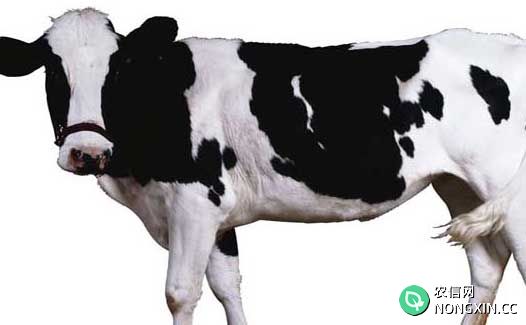 奶牛的疾病防治技术