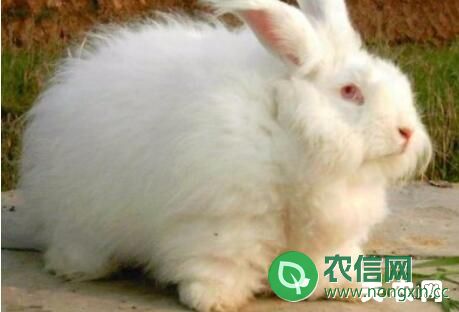 长毛兔寿命多长？