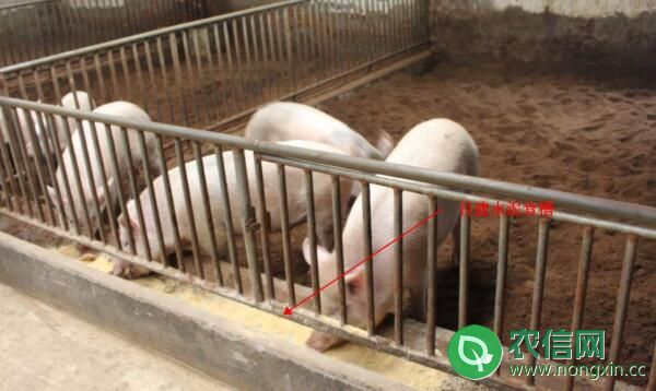 发酵床养猪五大特点，了解发酵床养猪知识必看
