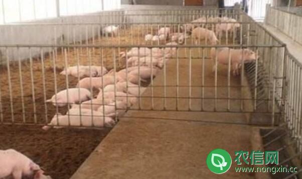 发酵床养猪五大特点，了解发酵床养猪知识必看