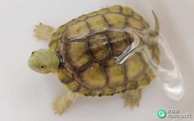 黄喉拟水龟