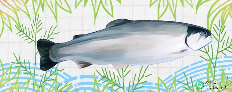 大西洋鲑鱼是三文鱼吗，和三文鱼有什么区别