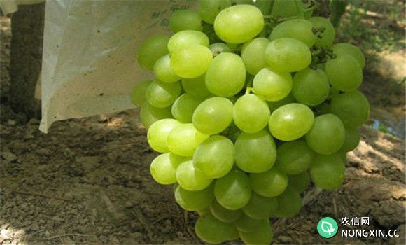 极早熟葡萄品种有哪些