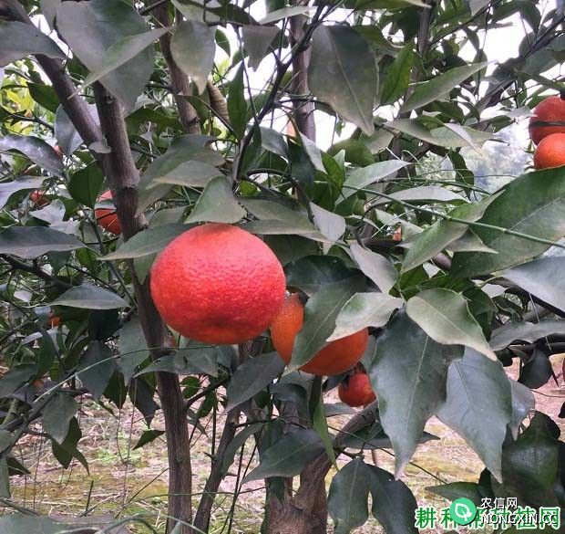 红韵香柑新品种简介
