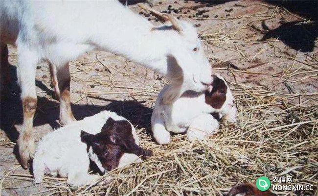 母羊初配种的年龄