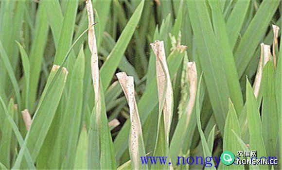 水稻病虫害主要几种 如何防治