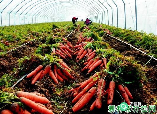 胡萝卜种植多少天可以收获 什么时候采收最好