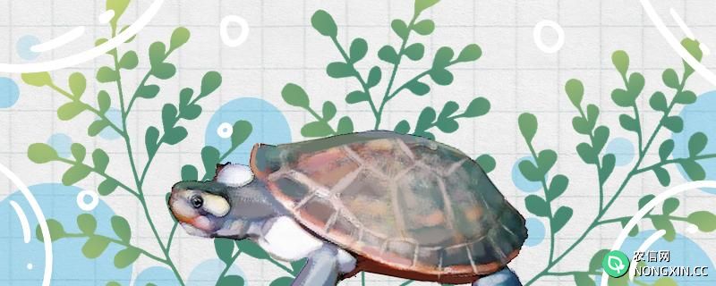 东锦龟能活多久