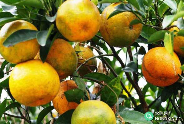 柑橘病虫害防治技术