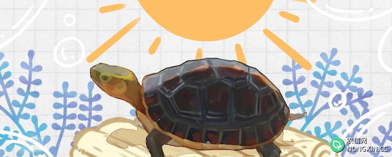 黄缘闭壳龟的饲养方法，需要晒太阳吗