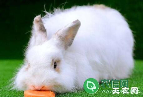 长毛兔主要吃什么？
