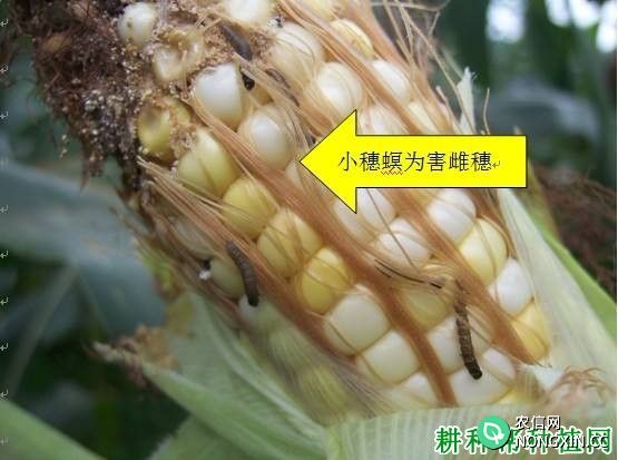 种植玉米如何防治小穗螟