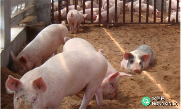 生物环保养猪概念