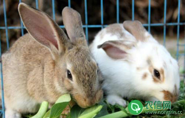 兔子拉稀怎么办，五个方面处理兔子拉稀的问题