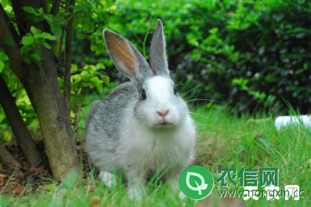 兔子蛋白质及碳水化合物摄入过多引起的粪便异常