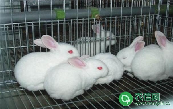 兔子霉变饲料中毒怎么办？