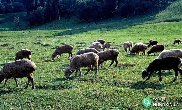 羊的夏季放牧