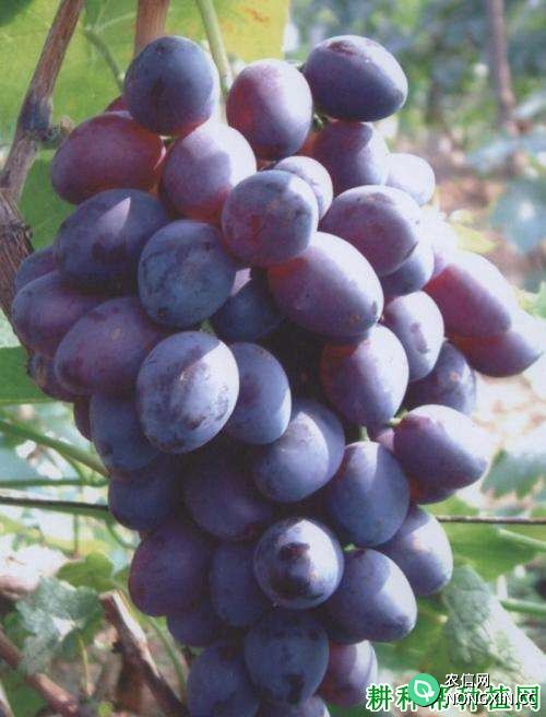 龙宝葡萄品种好不好 种植龙宝葡萄需要注意什么
