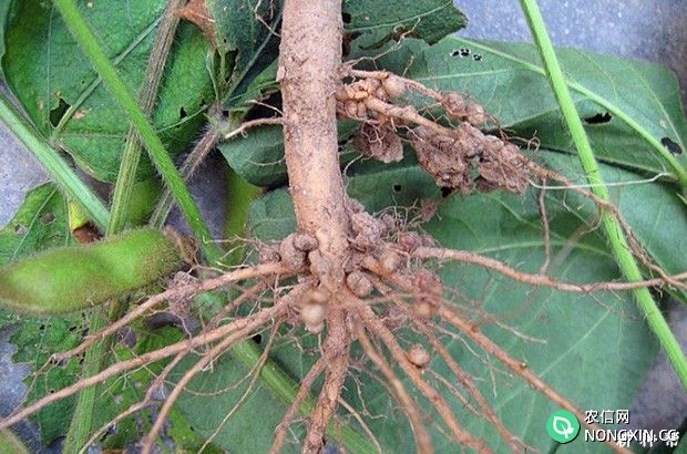 大豆的根系有什么特点