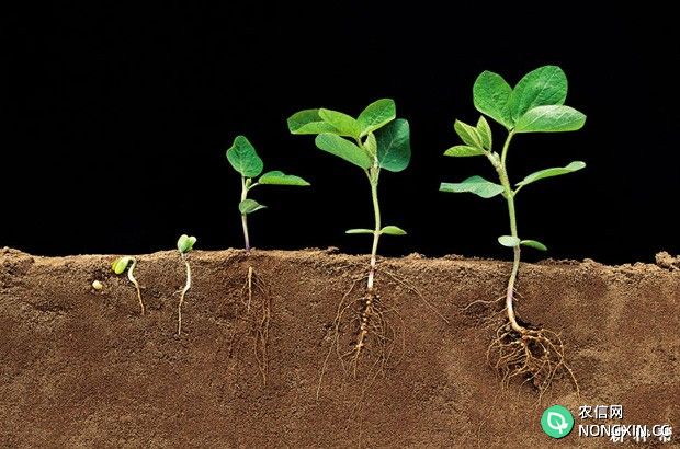 大豆的根系有什么特点