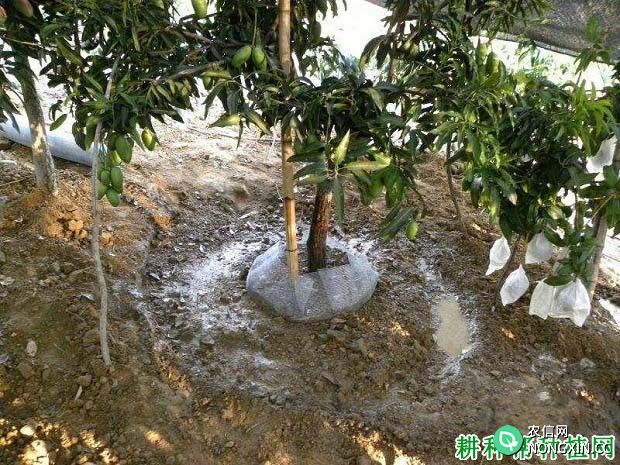 芒果树怎么施肥 施什么肥料好