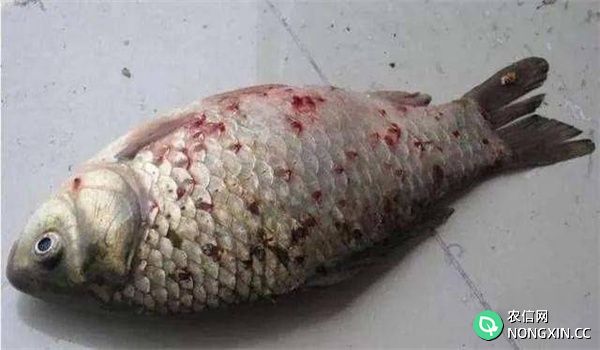 鱼类寄生虫病的主要症状