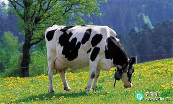 奶牛干奶期的饲养要求
