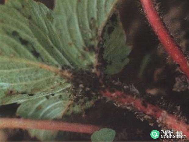 草莓蚜虫的危害症状 草莓蚜虫用什么药