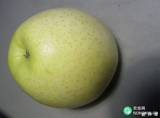 王林苹果品种好不好