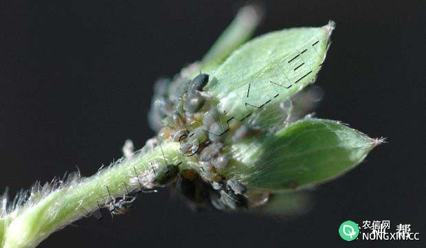 草莓蚜虫的危害症状 草莓蚜虫用什么药