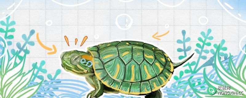 巴西龟怎么养出金黄龟壳