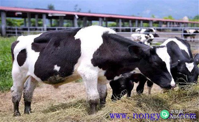 如何加强饲养与管理促进奶牛稳产高产