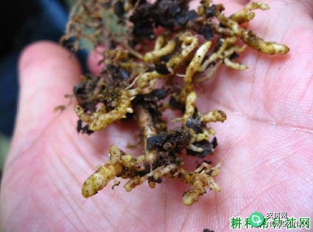 种植葡萄如何防治葡萄根瘤蚜葡萄根瘤蚜用什么药