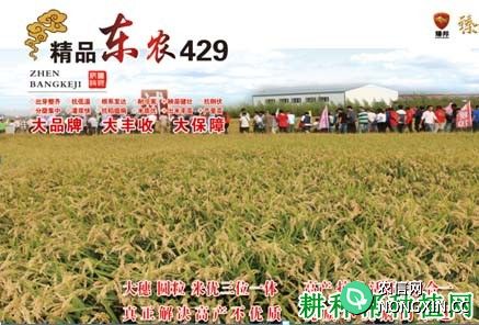 东农429水稻品种好不好