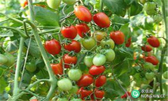 温室种植樱桃番茄怎么增产？