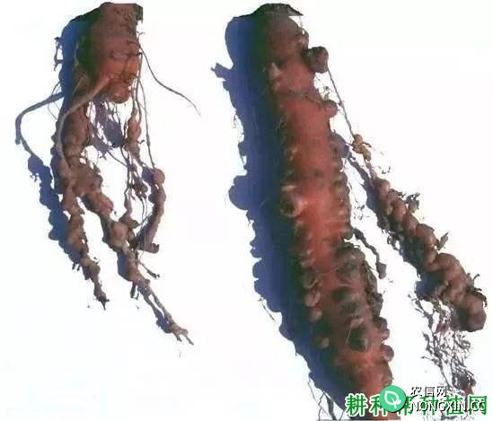 胡萝卜根结线虫病防治方法和症状