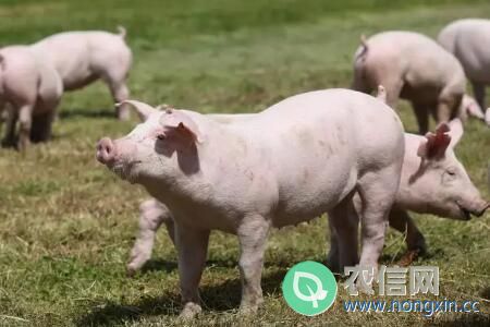 猪和羊能否在同一养殖场养殖