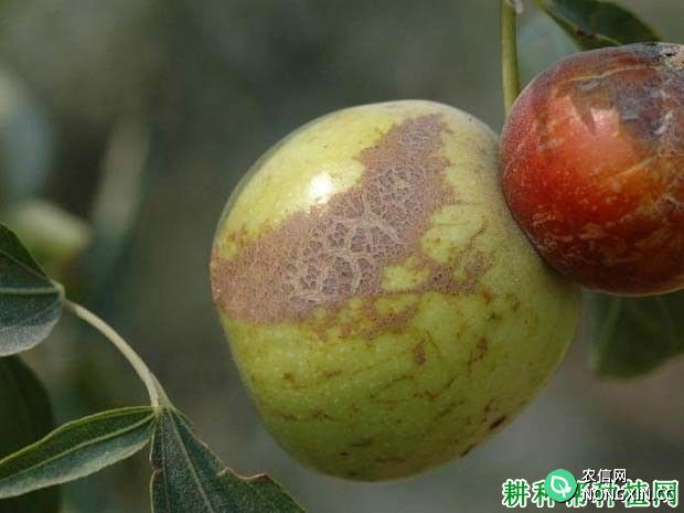 种枣树如何防治枣果锈病