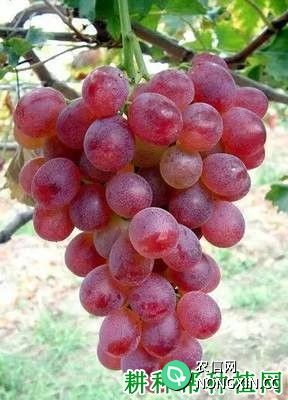 三泽系红伊豆葡萄品种好不好 种植三泽系红伊豆葡萄需要注意什么