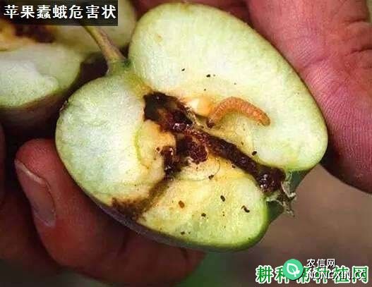 种植苹果如何防治苹果蠹蛾