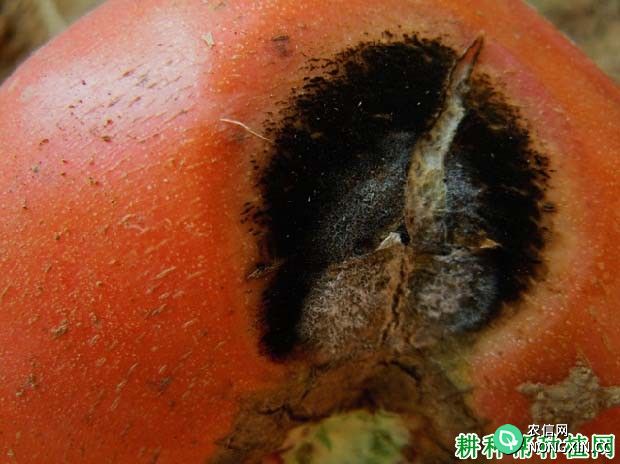 番茄假黑斑病如何防治 番茄假黑斑病特效药有哪些