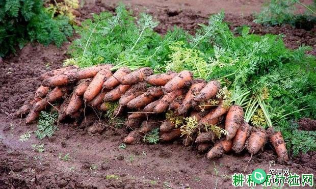 种植胡萝卜用什么农药可以提高产量